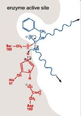 Serina Proteasi digestive 1. Clan della chimotripsina 1.