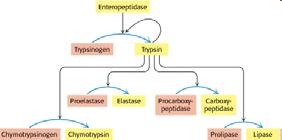 Zimogeni delle Serina proteasi -2 Attivazione degli zimogeni mediante scissione proteolitica La enteropeptidasi inizia l attivazione degli zimogeni pancreatici attivando la tripsina, che a sua volta