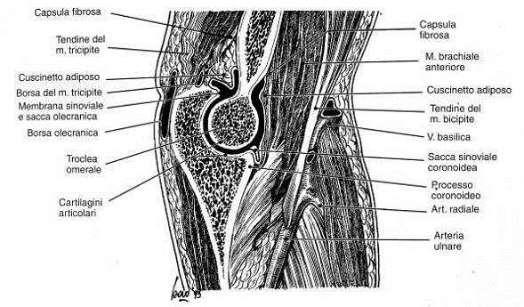 ARTICOLAZIONE DEL GOMITO I capi ossei dell articolazione del gomito sono dati dall estremità distale dell omero e prossimale del radio ed ulna Il capo