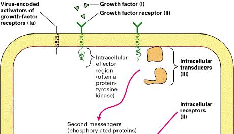 Fattori di crescita Recettori per i fattori di crescita Proteine