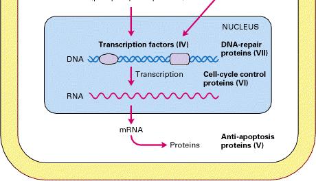 Proteine pro- apoptotiche oppure anti-apoptotiche Proteine che