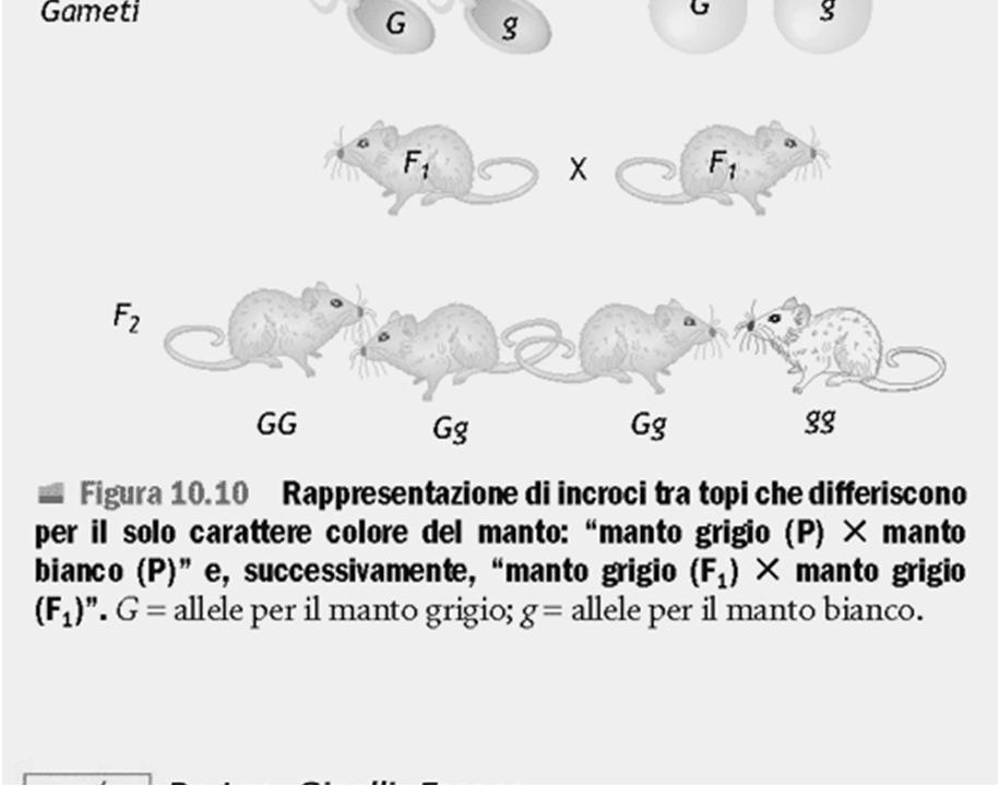 mammiferi Fenotipo scuro dominante, Albino recessivo