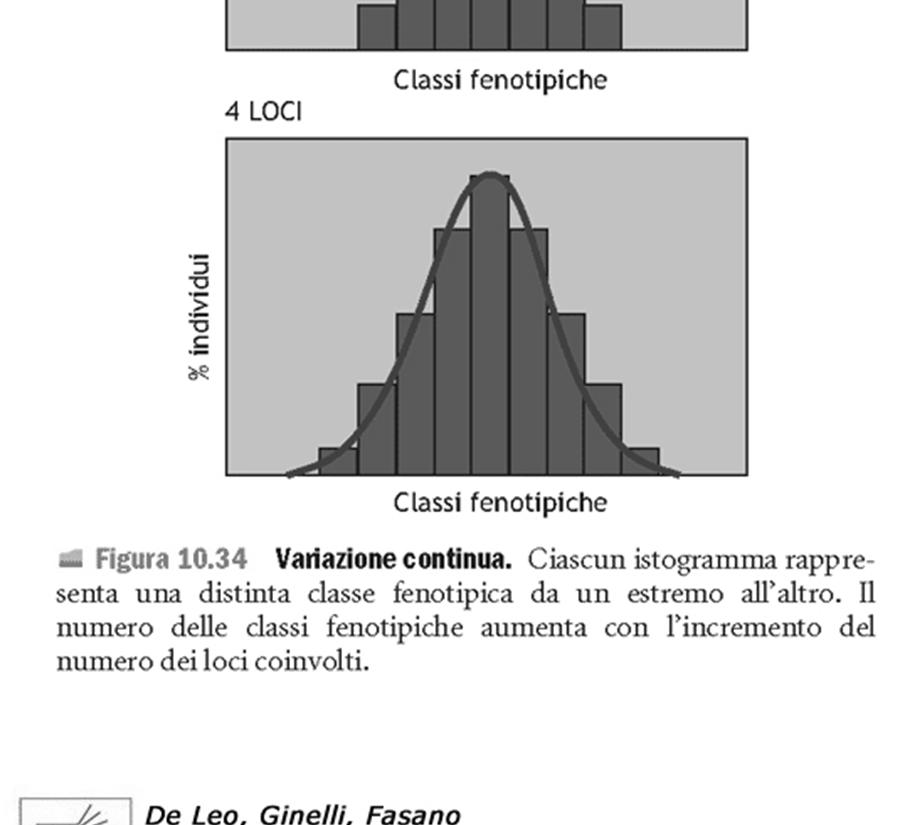 gamma di classi fenotipiche Maggiore numero di geni coinvolti nel