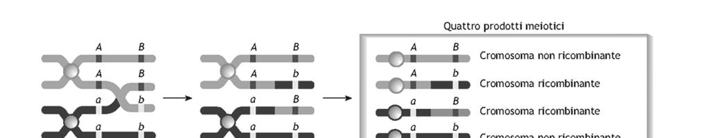 I geni linked (o in linkage) si trovano sullo stesso cromosoma Il crossing-over produce nuove combinazioni di alleli infatti ricombina i geni associati in un assortimento di