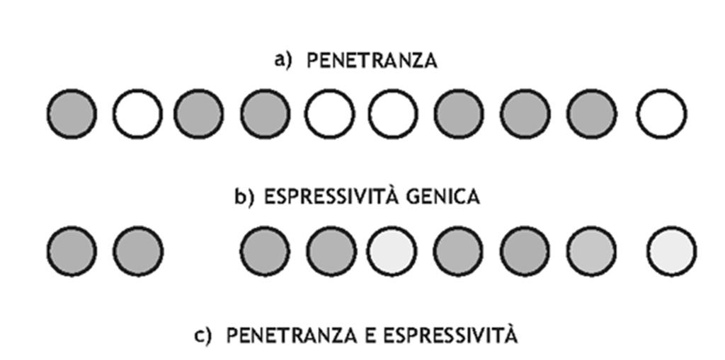 L ambiente contribuisce a determinare penetranza ed espressività genica Penetranza: frazione di popolazione con
