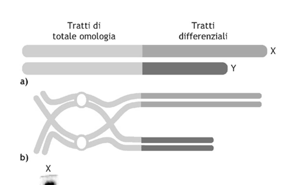 I cromosomi sessuali hanno regione limitata di omologia (in cui può avvenire crossing over):