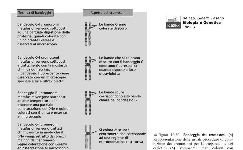 La cariotipizzazione consente analisi morfologica dei cromosomi Campione di