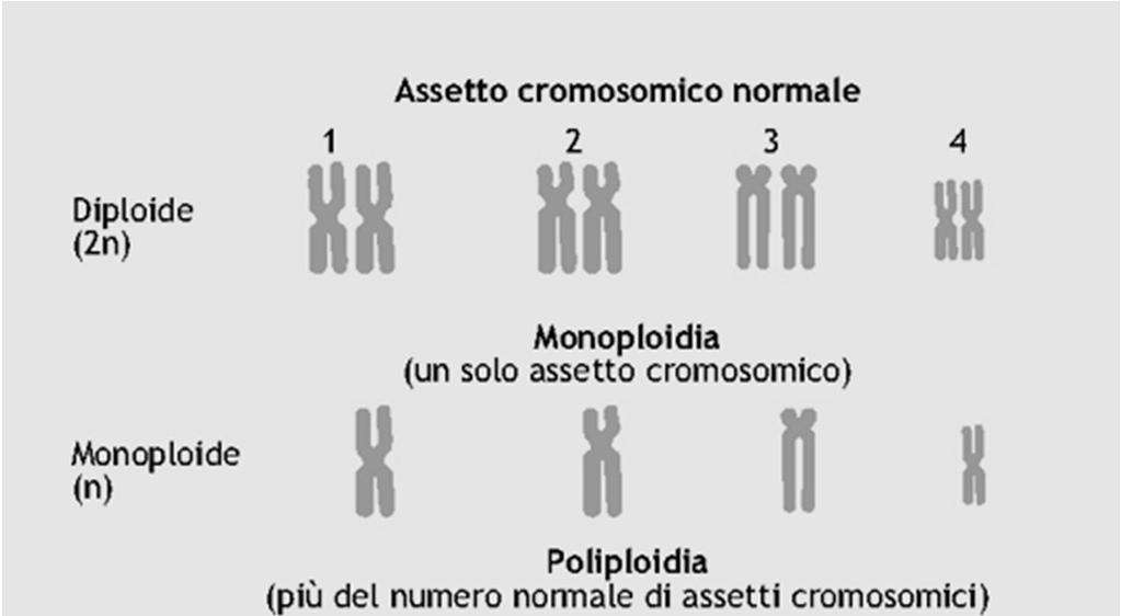 Euploidia: variazione di numero dell intero set