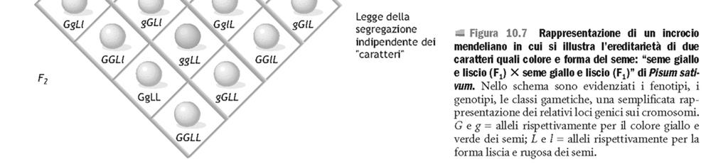 Valutazione contemporanea di 2 caratteri diversi (es aspetto e colore del seme) sono ereditati