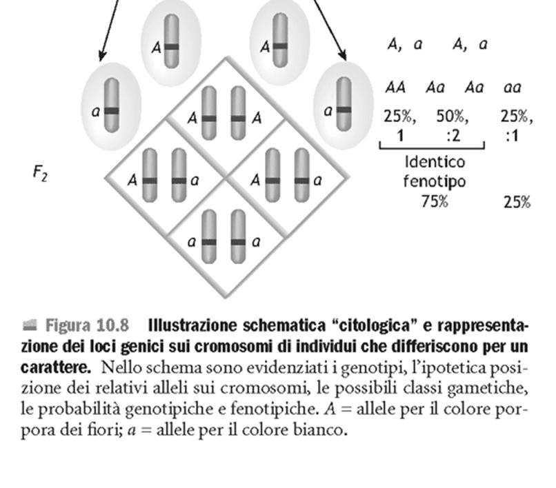 Le osservazioni di Mendel sono state reinterpretate e meglio comprese alla luce della teoria cromosomica dell ereditarietà (inizi 900): i fattori mendeliani sono localizzati fisicamente sui cromosomi