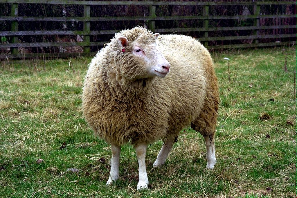 Il 20 anniversario della prima clonazione risulta invece molto complessa da effettuare sugli animali, come dimostra il caso di Dolly, che fu il primo agnello a sopravvivere dopo 277 tentativi