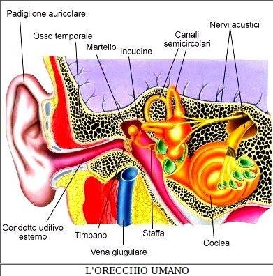 La voce fa vibrare l'aria che, colpendo il fondo del barattolo, lo fa vibrare.