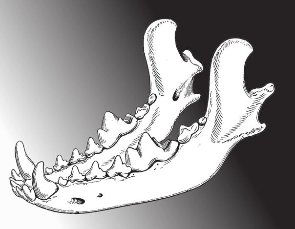 intestino Il cranio, la mandibola ed alcune regioni della