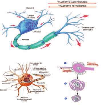 DISFUNZIONE VESTIBOLARE: NUOVE CHIAVI DI LETTURA E ORIENTAMENTI DELLA TERAPIA Latenza virale e reversibilità del deficit vestibolare Anche se nella maggior parte dei casi il decorso della neuronite o