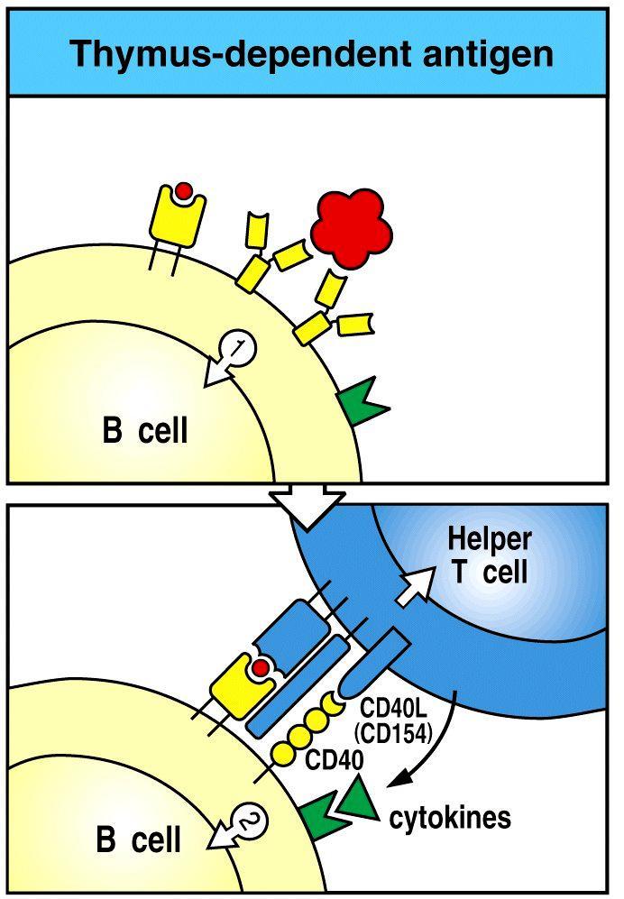 L attivazione dei linfociti B richiede un secondo segnale Il primo segnale è indotto dalla stimolazione del BCR Per
