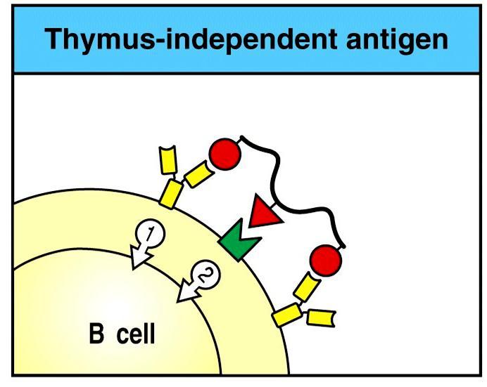 L attivazione dei linfociti B richiede un secondo segnale Il primo segnale è indotto dalla stimolazione del BCR Per antigeni timo-indipendenti, il