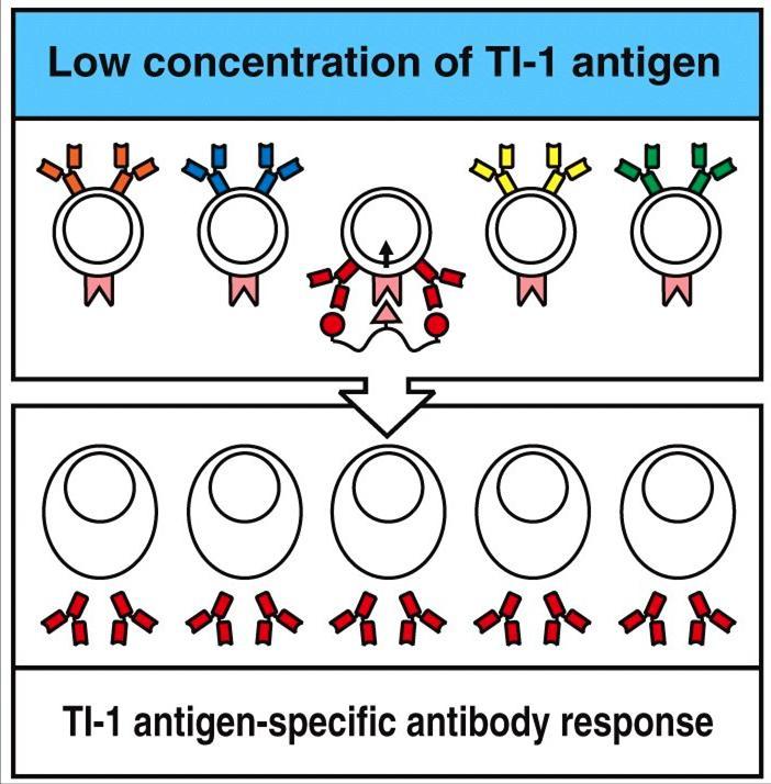Antigeni timo-indipendenti di tipo 1 (TI-1) a concentrazioni elevate sono attivatori