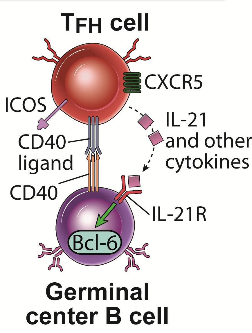 Follicular helper T cells (T FH ) Le cellule B ricevono segnali dalle cellule T follicolari h: MHC