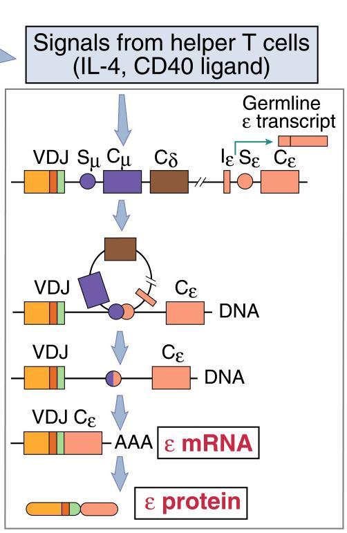 Switch isotipico Il cambio di classe richiede la trascrizione del gene C