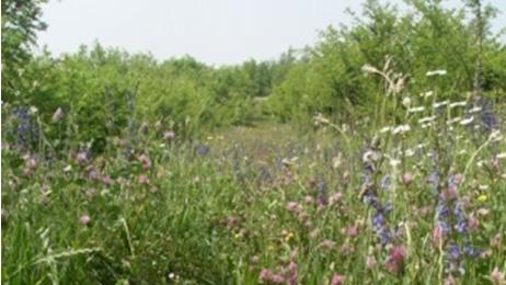 Regione Lombardia Società Botanica