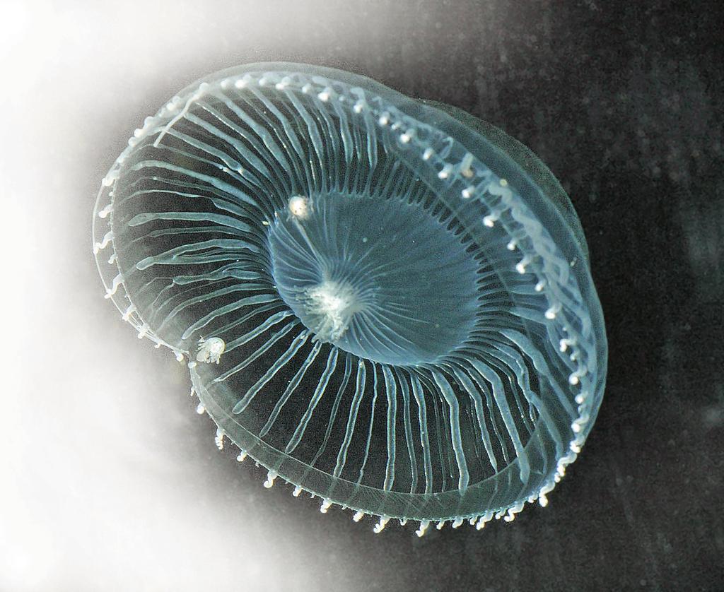 CAPITOLO 3 Fisica atomica In alcune meduse, ad esempio nella Aequorea victoria mostrata nella fotografia, è presente una particolare proteina, la GFP, dall inglese Green Fluorescent Protein, che