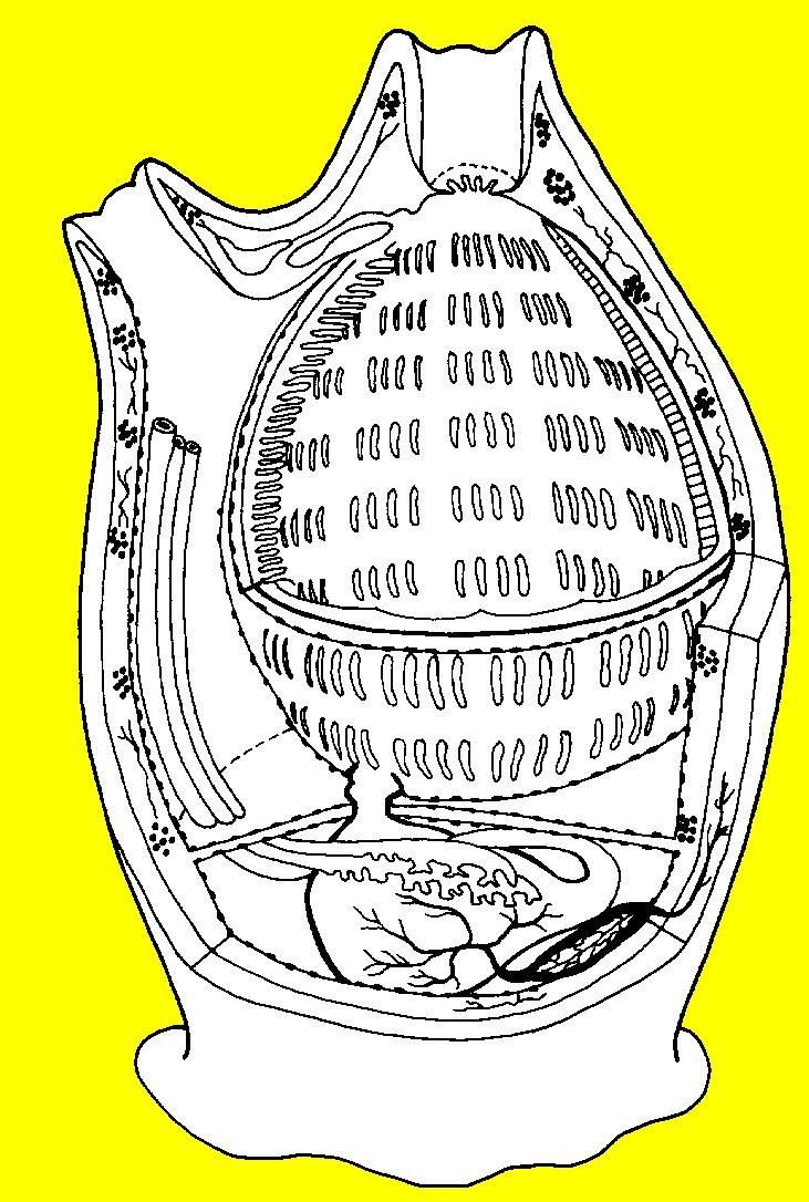 Notochord