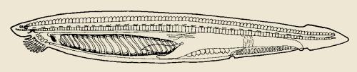 Pharyngeal