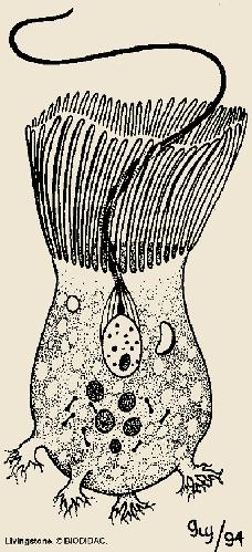 PORIFERI Sono organismi filtratori.