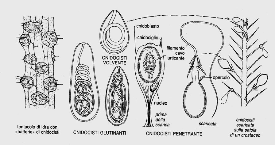 CNIDARI Catturano la preda con le