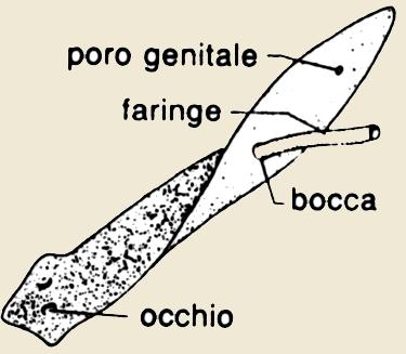 PLATELMINTI Si nutrono di piccoli invertebrati,