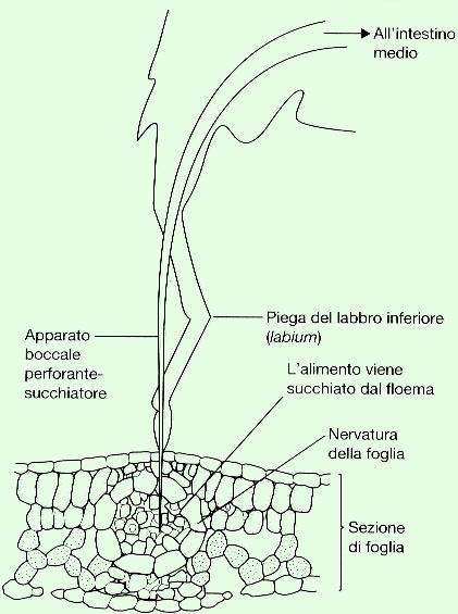 Quanto + specializzata è la risorsa alimentare