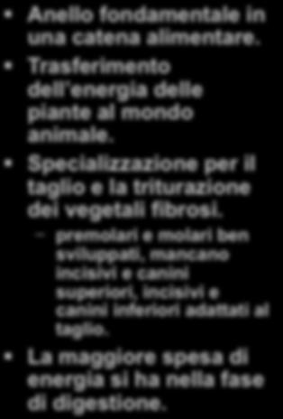 Anello fondamentale in una catena alimentare. Trasferimento dell energia delle piante al mondo animale. Specializzazione per il taglio e la triturazione dei vegetali fibrosi.