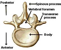 La colonna vertebrale è suddivisa in quattro parti: cervicale, toracica, lombare e sacrale.