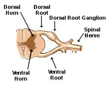 Nella sostanza grigia si distinguono delle corna dorsali e ventrali, mentre dalla sostanza bianca si dipartono dei prolungamenti chiamati radici dorsali e ventrali in cui decorrono gli assoni di
