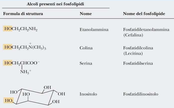Fosfogliceridi Sono triesteri del glicerolo nei quali due funzioni ossidriliche sono esterificate con altrettante molecole di acido grasso, mentre la terza è esterificata con una molecola di
