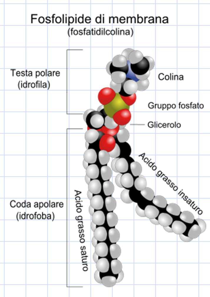 Pag. 122 I lipidi complessi Le molecole di questa classe di composti organici presentano una testa polare idrosolubile (cioè solubile in acqua e non solubile nei solventi apolari) a base di fosfato e