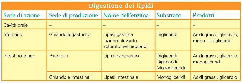 Pag. 123 La digestione e l'assorbimento dei lipidi Assorbimento: AG a catena corta o