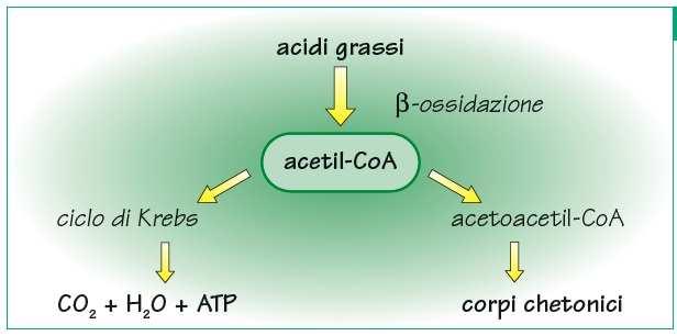 Pag. 125 Il destino metabolico degli acidi grassi Il destino metabolico dei lipidi coincide per la maggior parte con quello dei trigliceridi, quindi degli AG Il