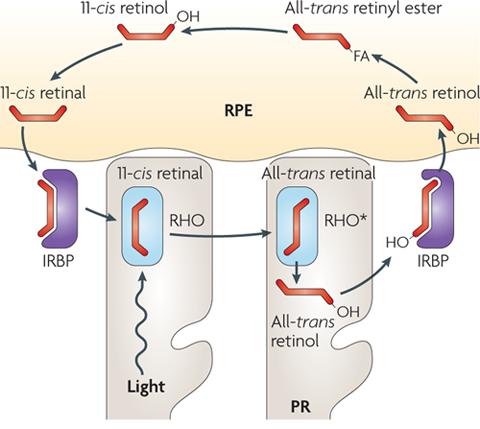Activation of the photoreceptor pigment rhodopsin (RHO, RHO* when activated) by light occurs through the isomerization of 11-cis retinal, the chromophore that is bound to rhodopsin, to all-trans