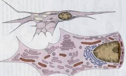 La giunzione dermo-epidermica (il termine definisce la membrana basale che separa l epidermide dal derma) appare al microscopio elettronico come una struttura formata da tre lamine lucida (LL), densa