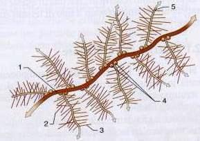 di tropocollagene). Le fibre collagene sono molto resistenti alla trazione (allungamento trascurabile).