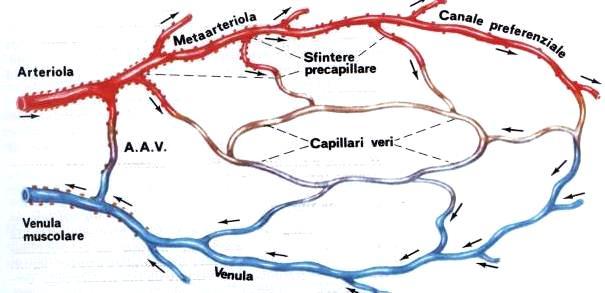 Microcircolazione cutanea Il sangue arriva alla cute tramite arterie comunicanti con il plesso profondo, al plesso superficiale e peri-annessiale tramite vasi comunicanti, raggiunge papille dermiche