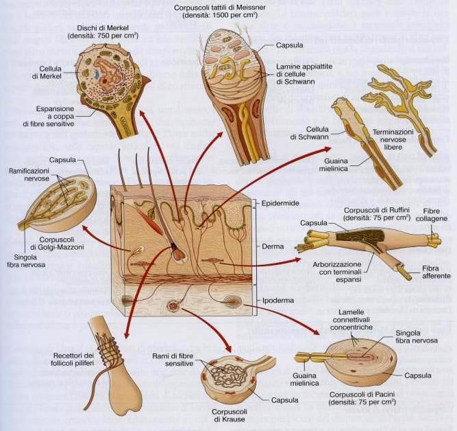 sensibilità tattile è diffusa su tutta la superficie cutanea; alcune regioni corporee presentano una soglia di eccitabilità molto bassa (sono molto sensibili agli stimoli; ad es.