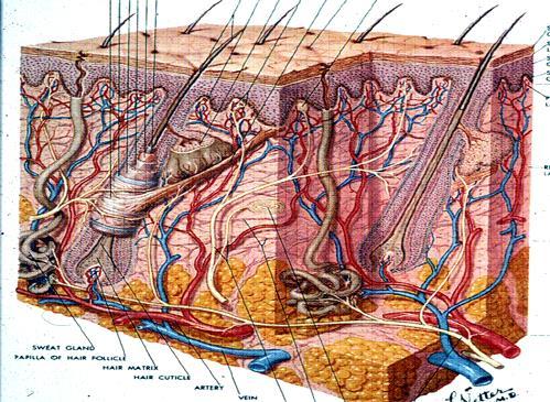 NOTE DI ANATOMIA E FISIOLOGIA DELLA CUTE La cute è un organo complesso che ricopre l intera superficie corporea; può essere considerata l organo più esteso del corpo umano (estensione proporzionale