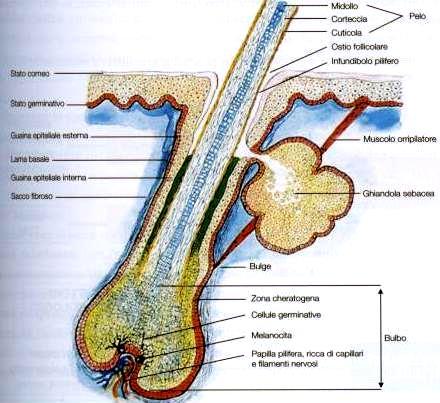 Follicolo pilo-sebaceo Il pelo è formato da due segmenti, il fusto (libero e visibile) e la radice (inserita nel derma).