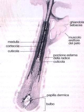 corrispondenza del limite inferiore dell istmo, passa sotto la ghiandola sebacea, si dirige obliquamente verso il derma superficiale.