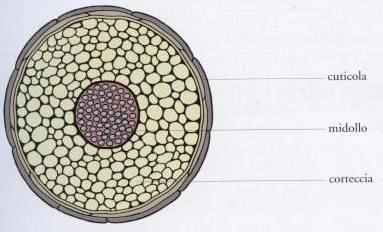 Membrana vitrea ispessimento della membrana basale intorno al follicolo pilifero (guaina connettivale).