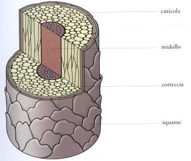 Sezionando perpendicolarmente un pelo si notano tre strati: midollo, corteccia, cuticola (formano il fusto del pelo).