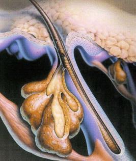 Ghiandole olocrine (secrezione densa, prodotto di secrezione emesso con residui del disfacimento cellulare) assenti nelle regioni palmo-plantari; nella regione perianale e genitale, su palpebre e