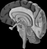 CRH=corticotropin-releasing hormone;